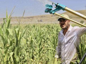 Murat Nehri’nden Faydalanan Öğretmen, Boş Araziyi Mısır Tarlasına Çevirdi