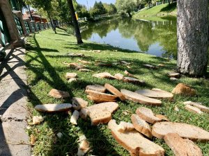 Porsuk Çayı’nın Kenarına Duyarsızca Atılan Ekmek Parçaları Hayrete Düşürdü
