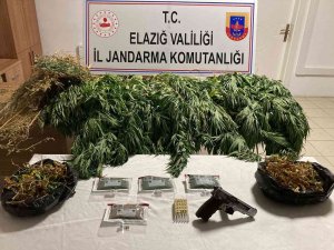 Elazığ’da 1 Kilo Esrar Ve 17 Kök Kenevir Ele Geçirildi