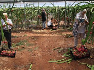 Tropikal Meyvelerin En Lezzetlisinin Kilosu 80 Tl Hasadına Başlandı