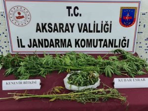 Bahçesinde Kenevir Yetiştirip Satan Şüpheli Yakalandı