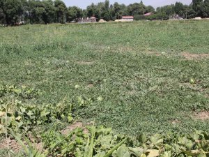 Güroymak’ta Karpuz Tarlada Kaldı