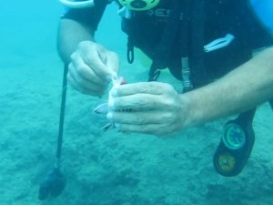 Antalya’da Balık Isırma Şikayetleri Arttı, Uzman İsim Açıklama Yaptı