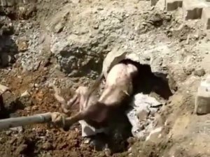 Yer Altından Gelen Garip Sesler Kanalizasyonda Mahsur Kalan Köpek Çıktı