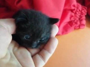 Aracın Camını Açık Bıraktı, Sürprizle Karşılaştı