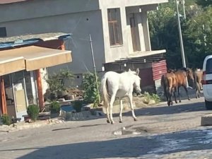 Kulp’ta Başıboş Dolaşan Atlar İlçe Merkezine İndi