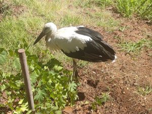 Bitkin Halde Bulunan Tilki Ve Leylek Tedavisinin Ardından Doğaya Salındı