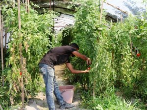 Belediye Serasında Haftada 1 Ton Hasat Yapıldı