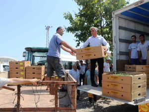 Samsun’da 687 Bin Kışlık Sebze Fidesi Dağıtıldı