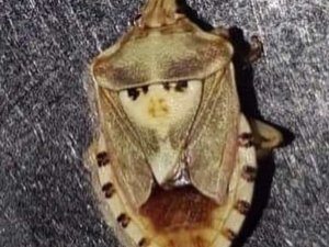 Sırtındaki Şekil Kadın Figürünü Andıran Böcek Çiftçiyi Şaşırttı