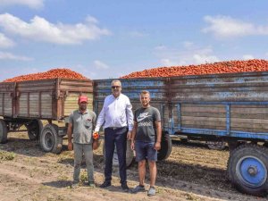 Türkiye’nin Salçalık Domatesinin Yüzde 40’ını Karşılayan Karacabey’de Hasat Başladı