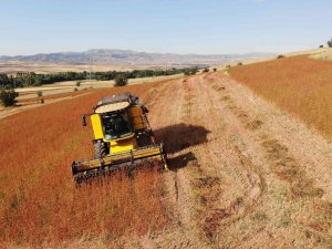 Gümüşhane Karabuğdayın Başkenti Olma Yolunda İlerliyor