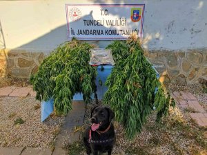 Tunceli’de Uyuşturucu Operasyonu