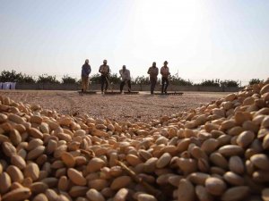 Fıstığın Anavatanında Kavlatma Telaşı