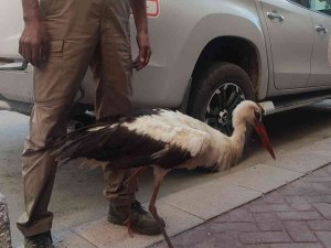 Eskişehir’de Kursağında Çöp Kalan Kör Leylek Tedavi Altına Alındı