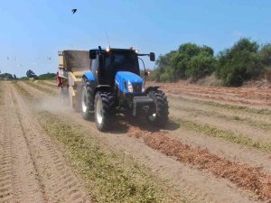 Yer Fıstığında Hasat Zamanı: Kilosu 24 Lira