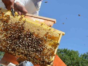 ’Altın Balda’ Hasat Dönemi Başladı: Hedef 2 Bin Ton Bal Elde Etmek