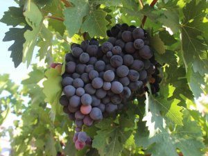 ’Horoz Karası’ Üzümünde Yüksek Rekolte Sevinci