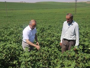 Diyarbakır’da Hububat Hasadı Bitti: İ̇l Tarım Ve Orman Müdüründen ‘Anız Yangını’ Uyarısı