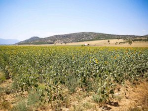 Büyükşehirin Verdiği Ayçiçek Tohumları Çiçek Açtı