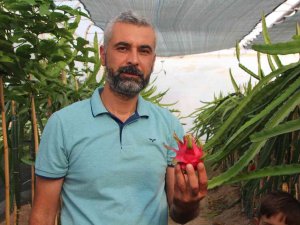 Bu Meyveyi Yetişmek İçin Serasına Kamera Sistemi Ve Soba Kurdu