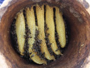 Toprak Kovanda Üretilen Bal Büyük İlgi Görüyor