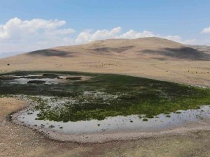 20 Farklı Göçmen Kuş Türüne Ev Sahipliği Yapan Nenehatun Gölü Kurudu