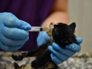 Bursa’da Zifte Bulanmış Kediler Hayata Döndürüldü