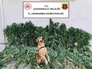 Çanakkale’de Uyuşturucu Operasyonu: 6 Gözaltı