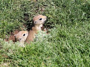 Gelinciklerin Kamera Şaşkınlığı