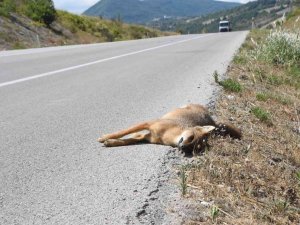 Aracın Çarptığı Çakal Telef Oldu
