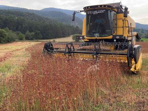Çölyak Hastalarının Aradığı Karabuğdayın Hasadına Başlandı