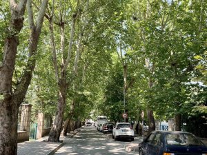 Ağaçların Tünel Oluşturduğu Sokak Görsel Şölen Sunuyor