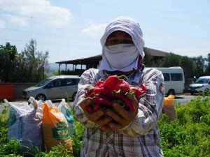 Kahramanmaraş’ta Dağıtılan Biberde Hasat Başladı