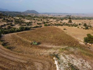 Tarsus’ta Üreticiye Dağıtılan Ayçiçek Tohumlarının Hasadı Yapıldı