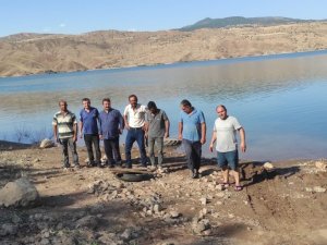 Kılıçkaya Baraj Gölüne 500 Bin Sazan Yavrusu Bırakıldı