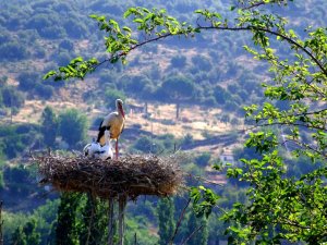 ‘Leyleklere Yeni Yuva’ Porjesi Adm Elektriğe Ödül Getirdi