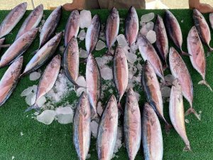 Oltacılar Palamutla Buluştu, Yüzler Güldü