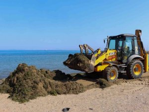 Yalova Belediyesinden Sahillerde Yosun Temizliği