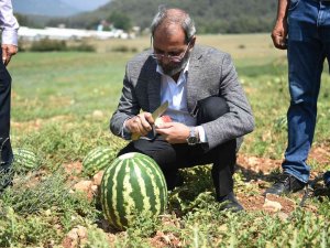 Tarsus’ta Hasadı Yapılan Karpuzlar Halka Ücretsiz Dağıtılacak