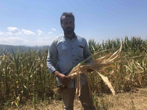 Susuz Kalan Yüzlerce Dönümdeki Mahsuller Kurudu