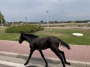 Bursa’da Başıboş At Trafiği Alt Üst Etti