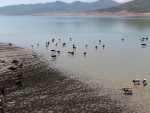Sıcaklardan Bunalan Hayvanlar Barajda Serinliyor