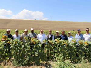Tarla Gününde Ayçiçeği Tarlaları Görsel Şölen Sundu