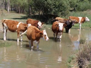 Besiciler Sıcaktan Etkilenen Büyükbaş Hayvanlarını Derede, Küçükbaş Hayvanlarını Da Ağaç Diplerinde Serinletiyor