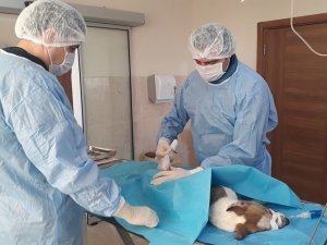 Sokak Hayvanlarının Dostu, İ̇negöl Belediyesi