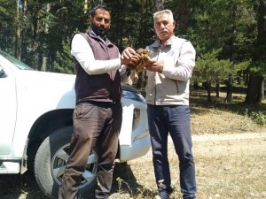 Yaralı Kızıl Şahin Tedavi Altına Alındı