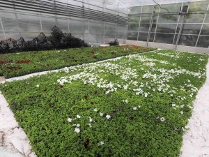 Yenimahalle Kendi Çiçeğini Kendi Üretiyor