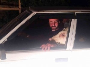 Akıllara Dana Ferhat’ı Getirdi, Yıllar Sonra Sivas’ta Aynı Kare