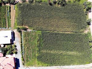 Geçtiğimiz Yıl Para Kazandırdı, Ekmeyen Kalmadı